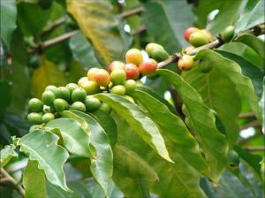 CoffeeBerry2