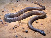 Inland Taipan Snake
