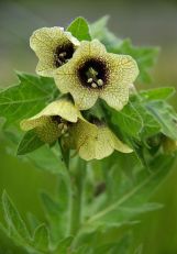 Hyoscyamus niger (black henbane)