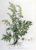 Artemisia absinthium