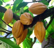 Cacao Tree by Kai Yan Wong  (CC BY 2.0)