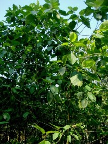 Mitragyna speciosa by Ahmad Fuad Morad (CC BY-NC-SA 2.0)