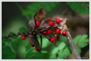 Rosary pea by Mohanraj Kolathapilly (CC BY 2.0)