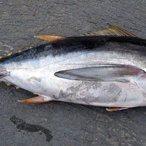 Scombroid Poisoning: Histamine and Bad&nbsp;Fish