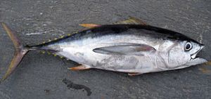 Bigeye Tuna