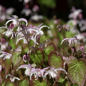 Love Poison, For Him: Horny Goat&nbsp;Weed