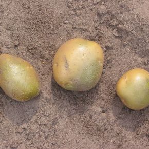 Attack of the Killer Green&nbsp;Potatoes!