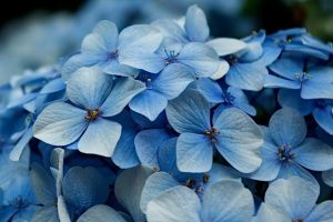 Hydrangea by Tiago Fioreze