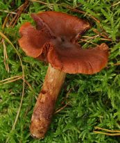 Cortinarius orellanus by Andreas Kunze (CC 3.0)