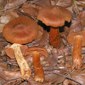 Orellanine: Kidney Failure by&nbsp;Mushroom