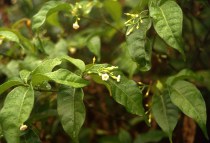 Tabernanthe iboga by Giorgio Samorini