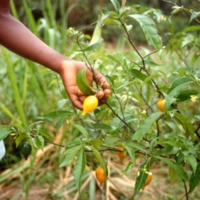 Ibogaine: A Cure for&nbsp;Addiction?