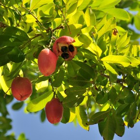 Ackee Fruit: Deadly and&nbsp;Delicious
