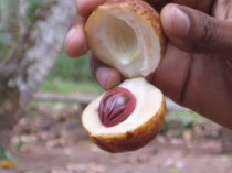 Nutmeg by Tlongacre (CC BY-ND 2.0) 