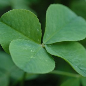Shamrocks: Lucky for us, not your&nbsp;pets