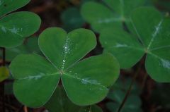 Shamrock by Gray Malkyn (CC)