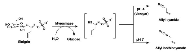 Mechanism of sinigrin hydrolysis