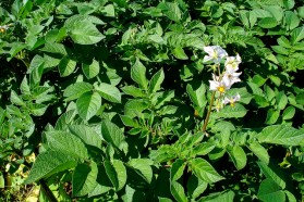 Flowering potato plant by Net Efekt (CC BY 2.0)
