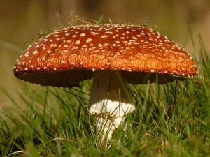 Fly Agaric by unknown artist (public domain by CC0 1.0)