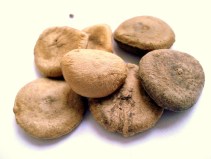 Strychnos nux-vomica seeds (CC0 1.0)