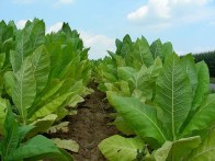 Tobacco leaves by Dannele Bailey (CC BY-ND 2.0)
