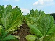 Tobacco leaves by Dannele Bailey (CC BY-ND 2.0)