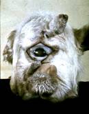 Cycloptic lamb (public domain)