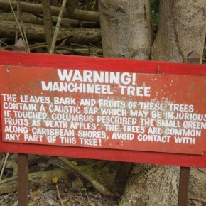 The Manchineel Tree, Proof That Mother Nature Hates&nbsp;Us