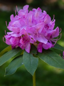 Rhododendron by Justin Brower