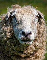 Sheep by MiqsPix via Flickr (CC BY 2.0)