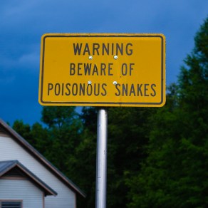 Poisonous Snakes by Justin Brower
