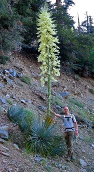 Agave on the hike up Mt. San Antonio, with your's truly (circa 2003). For comparison, I'm 6'2
