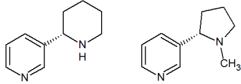 Anabasine (left) and Nicotine (right)