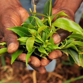 Khat: History, Chemistry and Moral&nbsp;Panic
