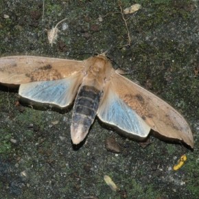 Bicho de Taquara: A Hallucinogenic&nbsp;Worm?