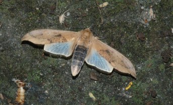 Myelobia smerintha by William Ciesla (CC BY-NC 3.0)