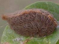 Puss moth caterpillar by Valerie Bugh (c) (AustinBug.com)