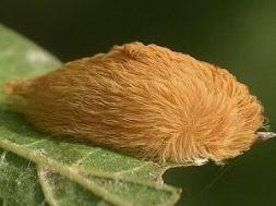 Puss moth caterpillar by Valerie Bugh