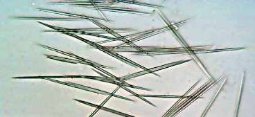 Raphides by Agong1 (public domain CC0)