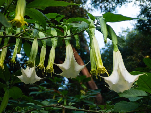 Brugmansia: Angel's Trumpet or the Devil's? | Nature's Poisons