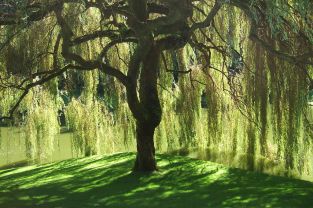 Willow Tree by Geaugagrrl (released to public domain CC0)