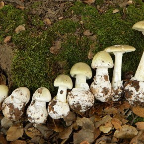 The Death Cap Mushroom . . . It’s as Bad as it&nbsp;Sounds
