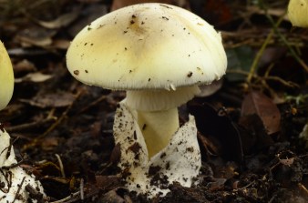 Amanita phalloides by Seattle Roamer (CC BY-NC-ND 2.0)
