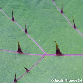 Nature’s Not Just Poisonous, She’s Sharp and Wants to Hurt You&nbsp;Too