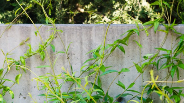 Gelsemium sempervirens by Justin Brower