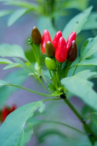Some sort of Capsicum frutescens hybrid via cross-pollination. Photo by Justin Brower.