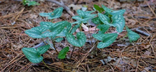 Hexastylis arifolia (Arrowleaf Ginger) found in Raleigh, NC. Photo by Justin Brower.