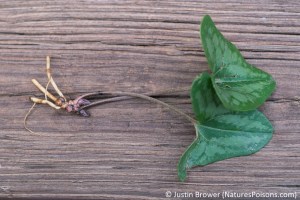 Hexastylis arifolia (Arrowleaf Ginger) found in Raleigh, NC. Photo by Justin Brower.