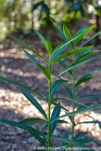 Nerium oleander by Justin Brower