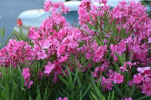 Oleander by Swaminathan (CC BY 2.0)